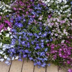 Mixed Lobelya Çiçeği Fidesi (4 adet)