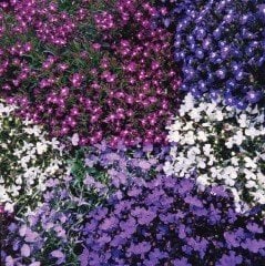 Mixed Lobelya Çiçeği Fidesi (4 adet)