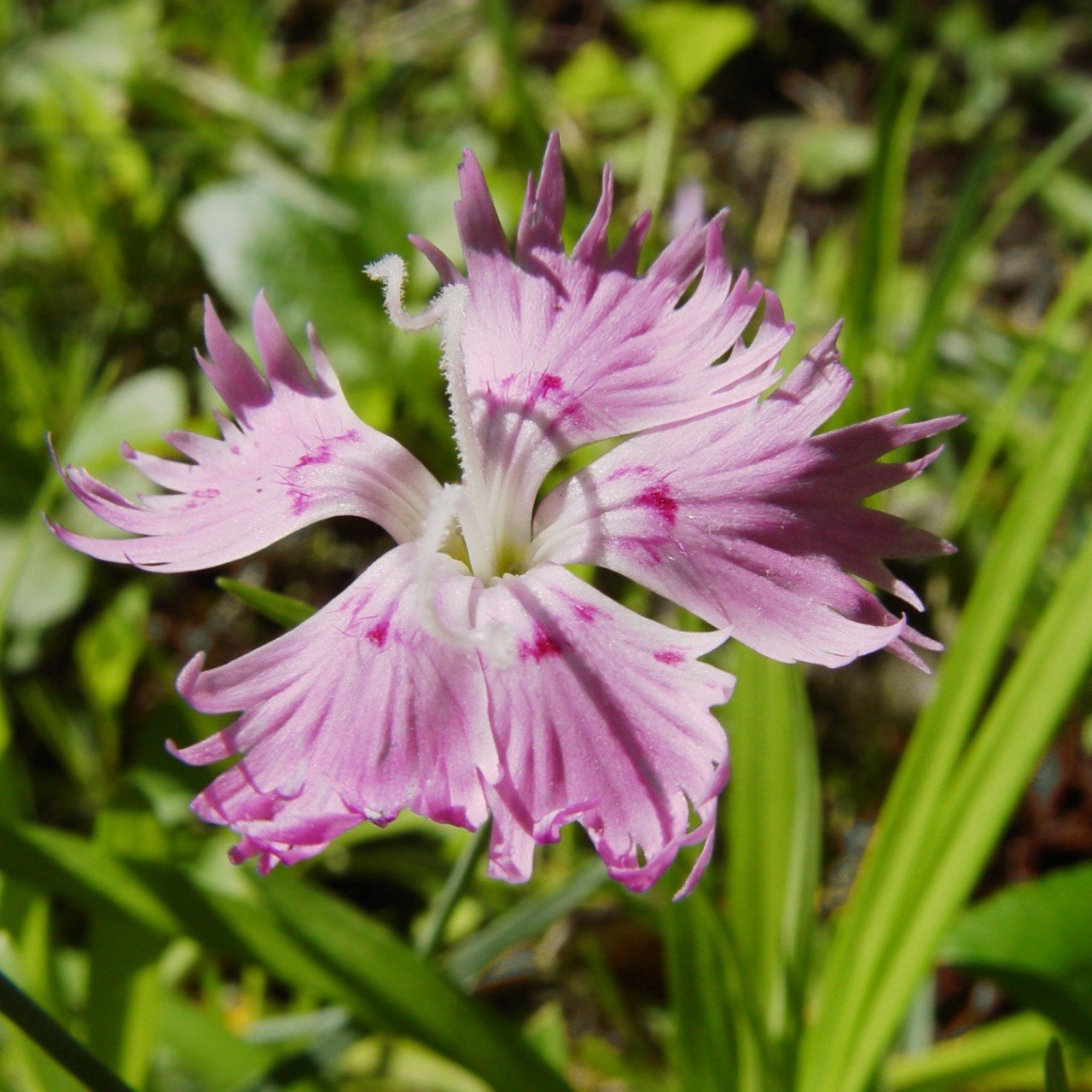 Püsküllü Pembe Dianthus Çiçeği Tohumu(50 adet)