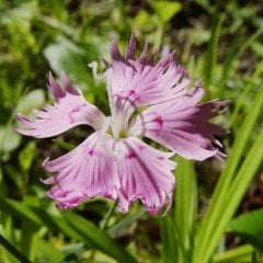 Püsküllü Pembe Dianthus Çiçeği Tohumu(50 adet)