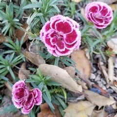 Lila Sweet William Dianthus Barbadus Çiçeği Tohumu(50 adet)