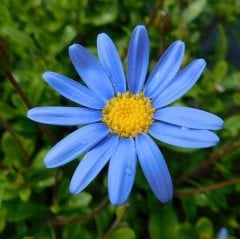 Felicia Amelloides Mavi Papatya Çiçeği Fidesi (3 adet)