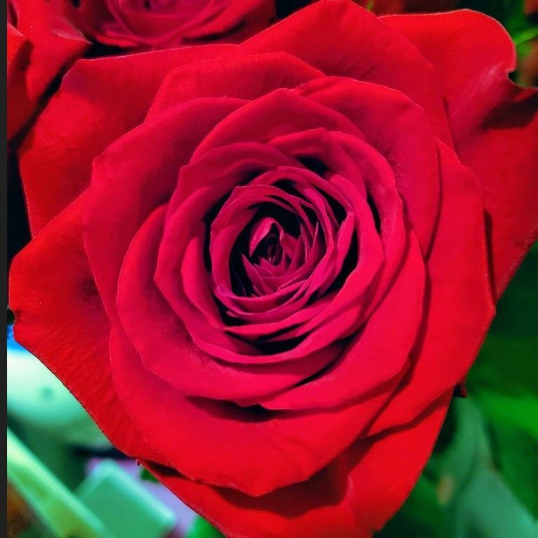 Tüplü Yediveren Schakira Gül Fidanı