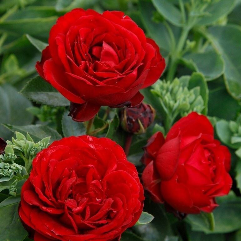 Tüplü İri Goncalı Katmerli Felicia Yediveren Gül Fidanı