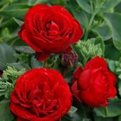 Tüplü İri Goncalı Katmerli Felicia Yediveren Gül Fidanı