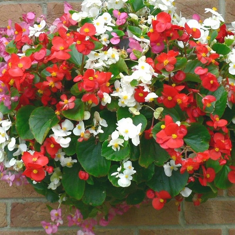 Mixed Begonya Çiçeği Fidesi (3 adet)