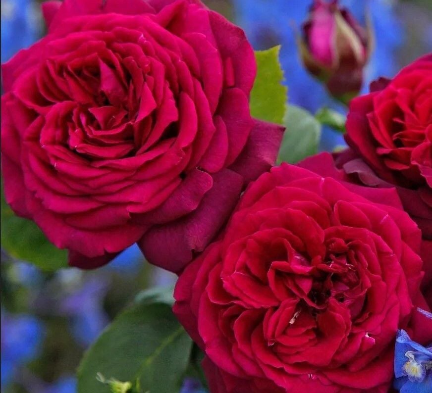 Tüplü İri Goncalı Katmerli Carmine Yediveren Gül Fidanı