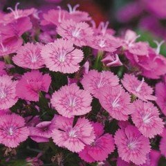 Koyu Pembe Dianthus Çiçeği Tohumu(50 tohum)