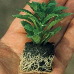 Calita Katmerli Double Apricot Milyonlar Çanı Calibrochoa Çiçeği Fidesi (1 adet)