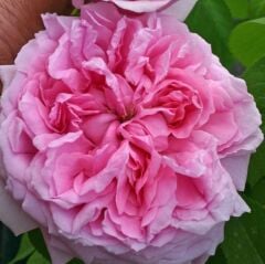 Tüplü İri Goncalı Pembe Canina Yediveren Gül Fidanı