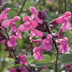 Salvia Horminum Karışık Renkli Adaçayı Çiçeği Tohumu (350 tohum)