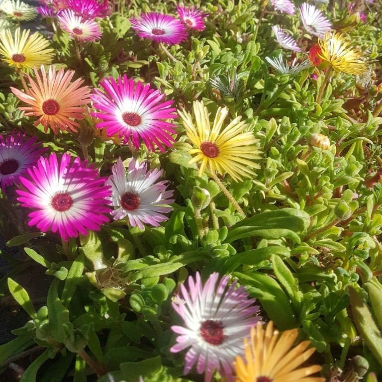 Yayılıcı Delasporma Mixed Buz Çiçeği Fidesi (10 adet)