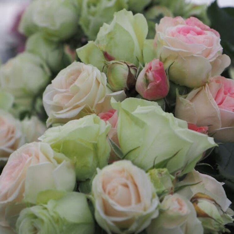 Tüplü Koleksiyonluk Multi Goncalı Aşılı Patricia Yediveren Gül Fidanı