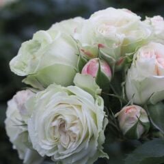 Tüplü Koleksiyonluk Multi Goncalı Aşılı Patricia Yediveren Gül Fidanı