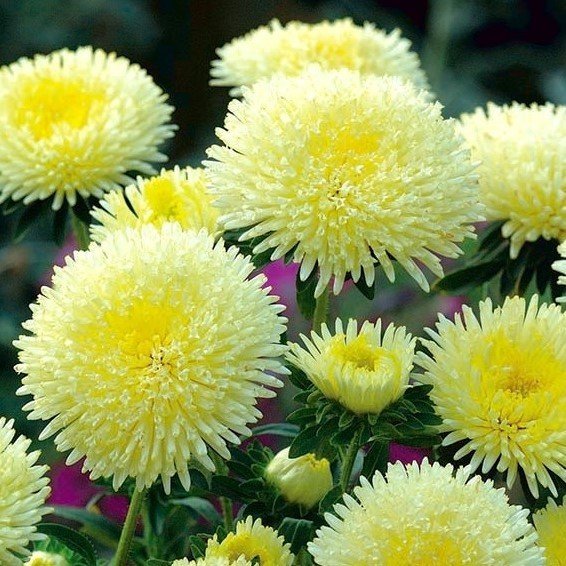 Limon Sarısı Ponpon Aster Çiçeği Tohumu(20 tohum)