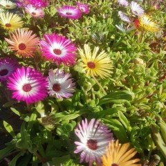 Yayılıcı Delasporma Mixed Buz Çiçeği Fidesi (50 adet)