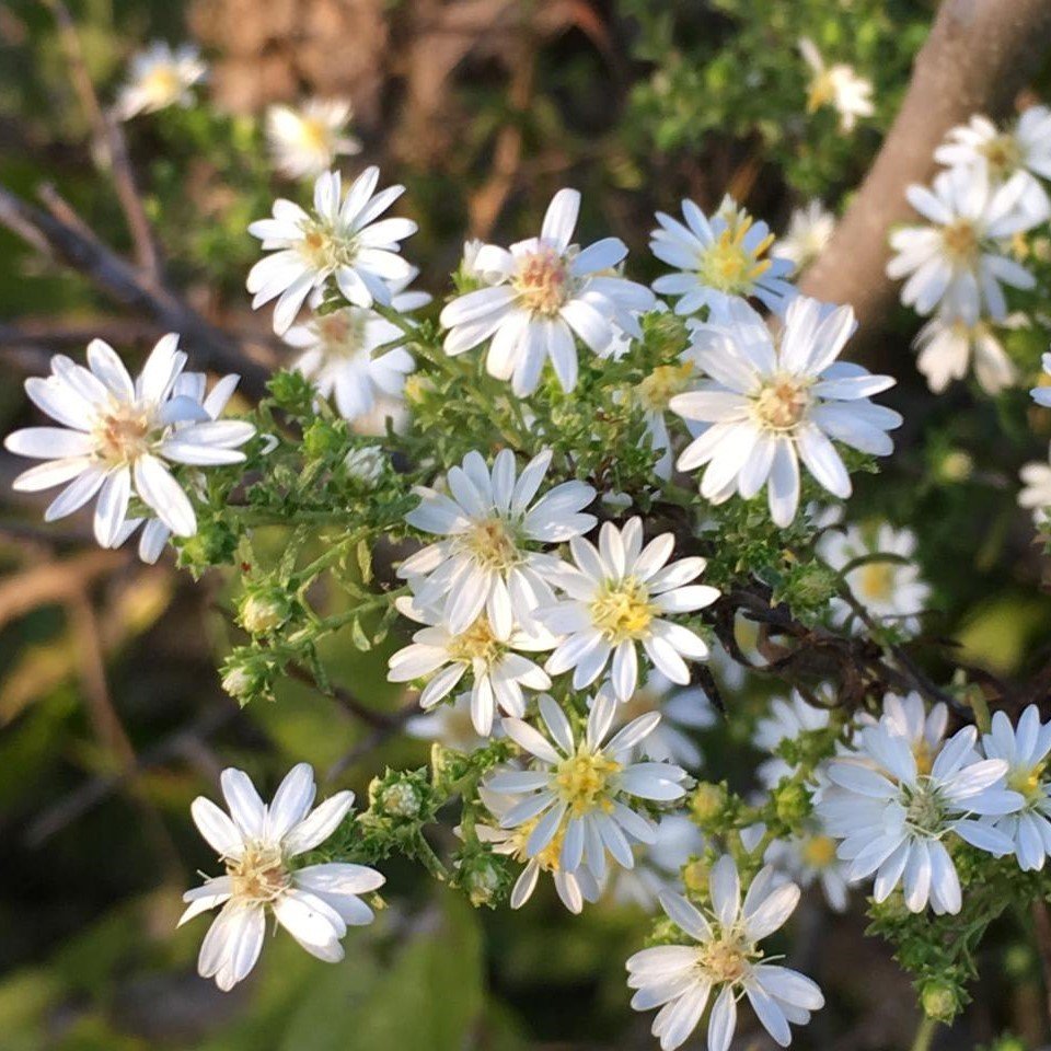 Beyaz Renkli Heath Aster Çiçeği Tohumu(100 tohum)