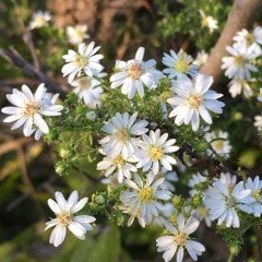 Beyaz Renkli Heath Aster Çiçeği Tohumu(100 tohum)