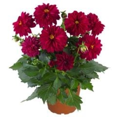 Katmerli İri Çiçekli Power Burgundy Yıldız Dahlia Çiçeği Fidesi (2 adet)