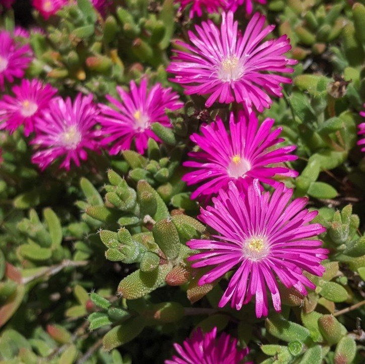 Yayılıcı Delasporma Purple Buz Çiçeği Fidesi (3 adet)