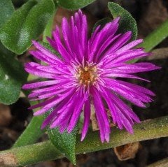 Yayılıcı Delasporma Purple Buz Çiçeği Fidesi (3 adet)