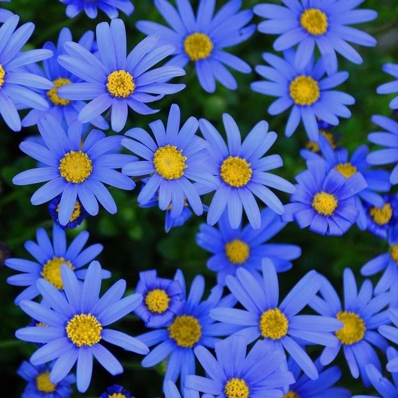 Sky Blue Aster Çiçeği Tohumu(100 tohum)