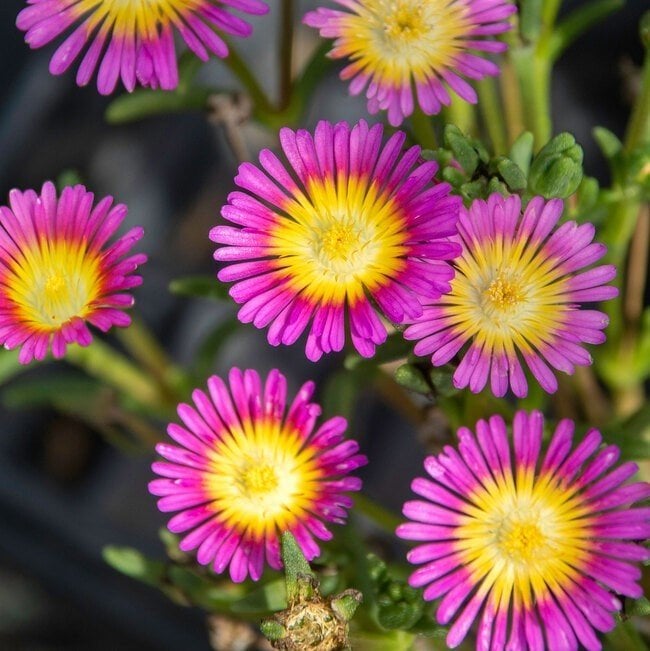 Yayılıcı Delasporma Pink Buz Çiçeği Fidesi (3 adet)