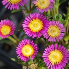 Yayılıcı Delasporma Pink Buz Çiçeği Fidesi (3 adet)